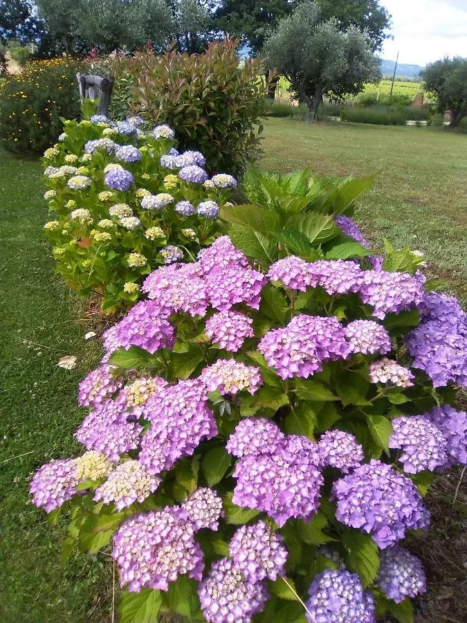 Agriturismo La Dependance Sorano  Italia